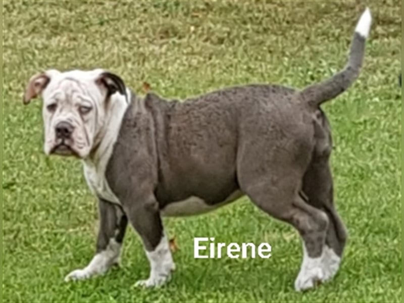 of Mystery Bulldogs" EIRENE "