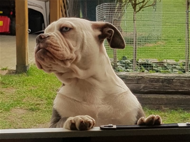 of Mystery Bulldogs" EIRENE "