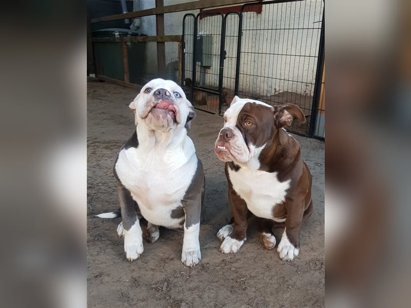 of Mystery Bulldogs" EIRENE "