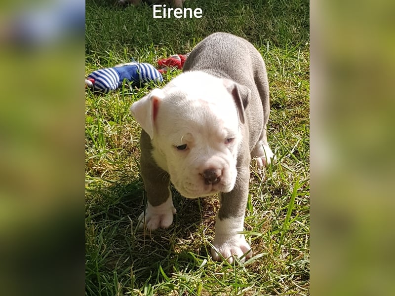 of Mystery Bulldogs" EIRENE "