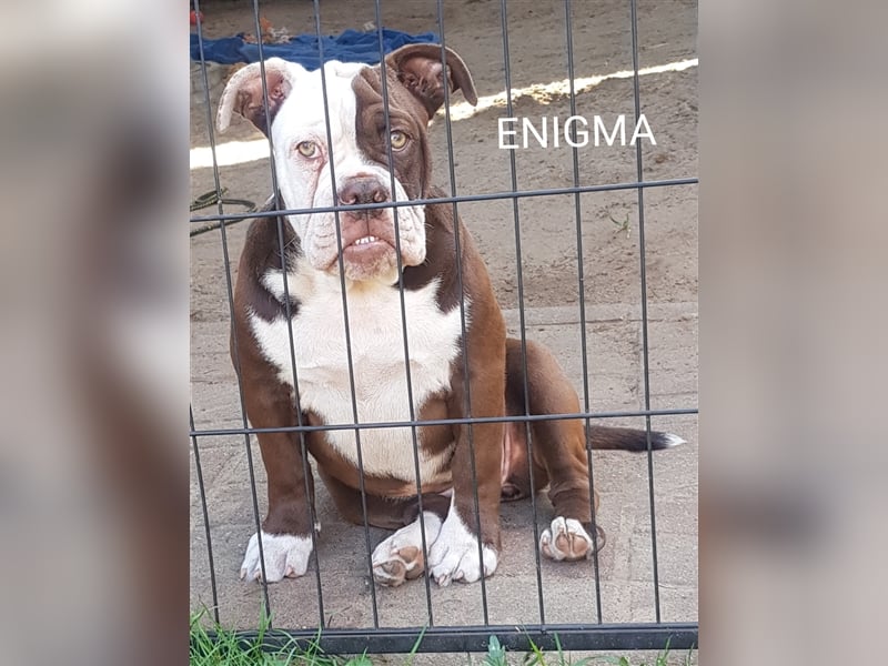 of Mystery Bulldogs "ENIGMA"