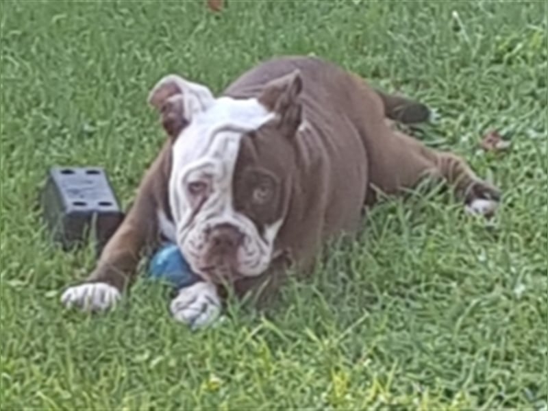 of Mystery Bulldogs "ENIGMA"