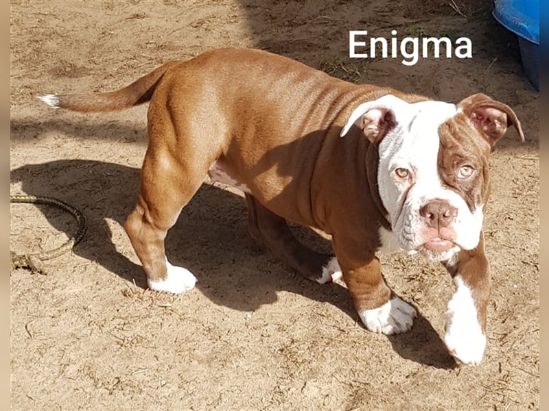 of Mystery Bulldogs "ENIGMA"