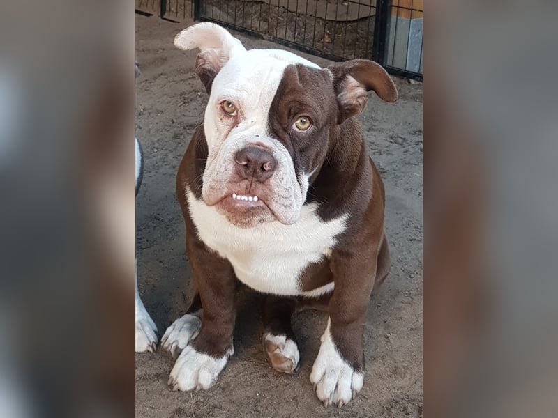 of Mystery Bulldogs "ENIGMA"