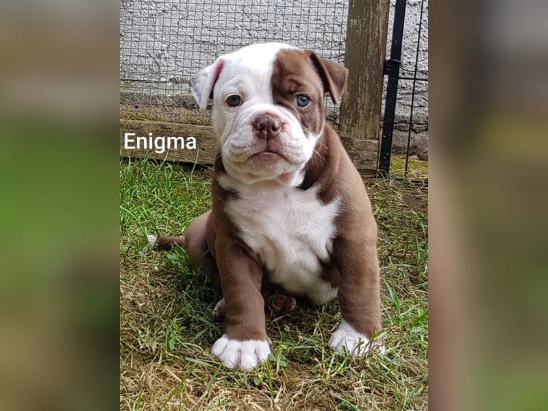 of Mystery Bulldogs "ENIGMA"