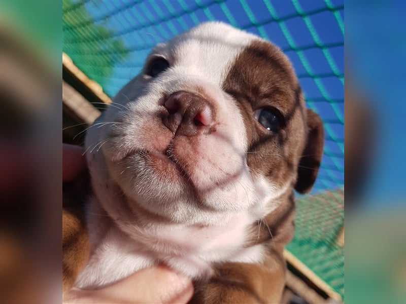 of Mystery Bulldogs "ENIGMA"