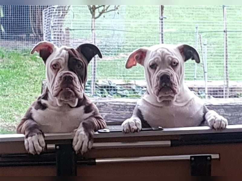 of Mystery Bulldogs "ENIGMA"