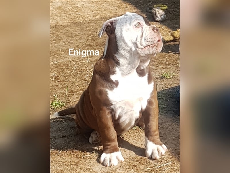 of Mystery Bulldogs "ENIGMA"