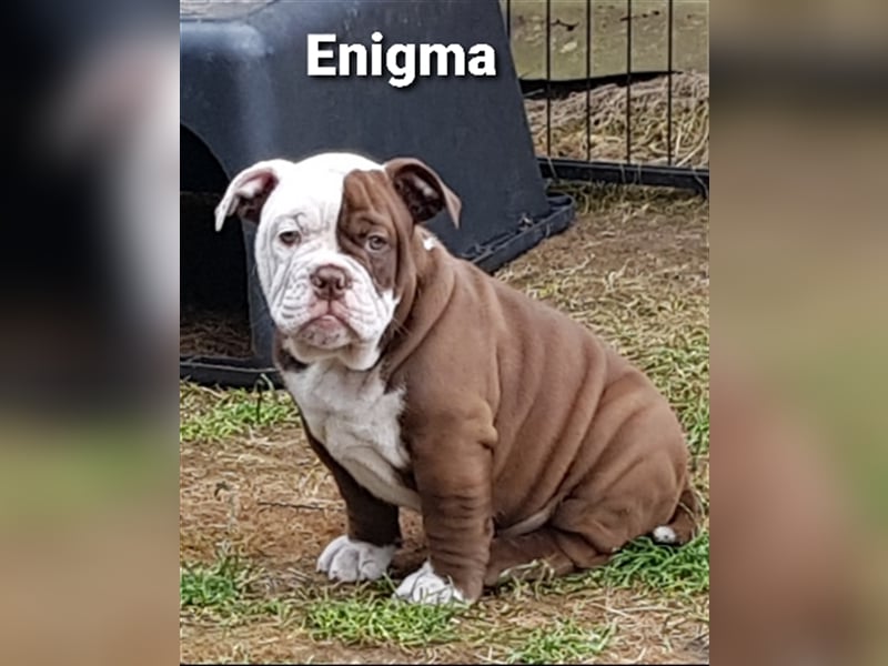 of Mystery Bulldogs "ENIGMA"