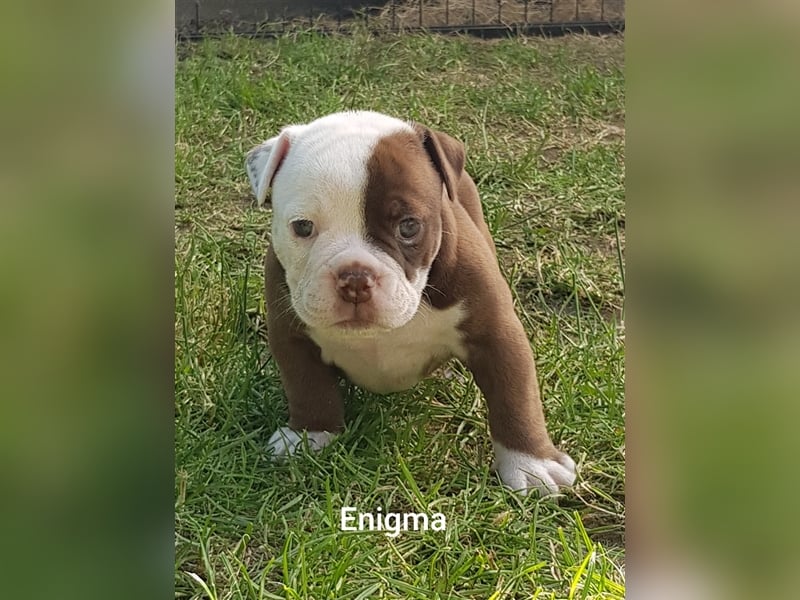 of Mystery Bulldogs "ENIGMA"