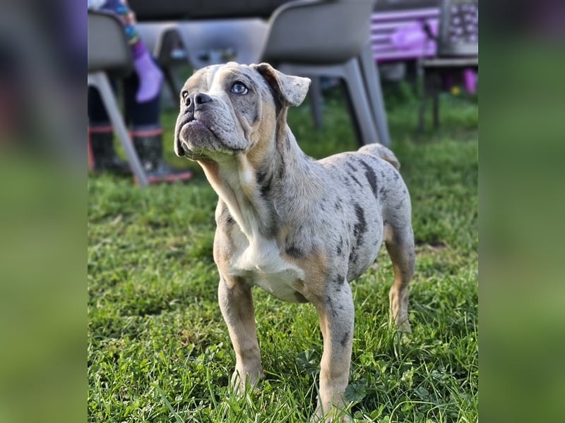 Old Englisch Bulldog Weibchen/Hündin!