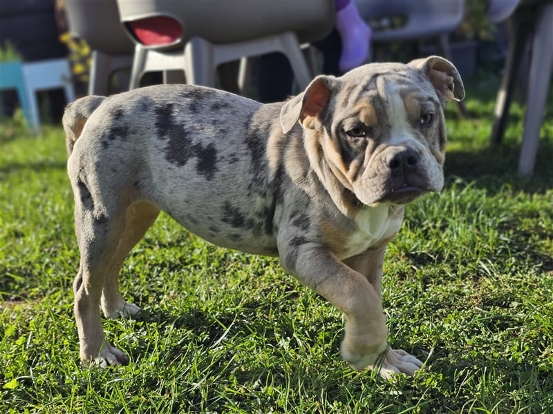 Old Englisch Bulldog Weibchen/Hündin!