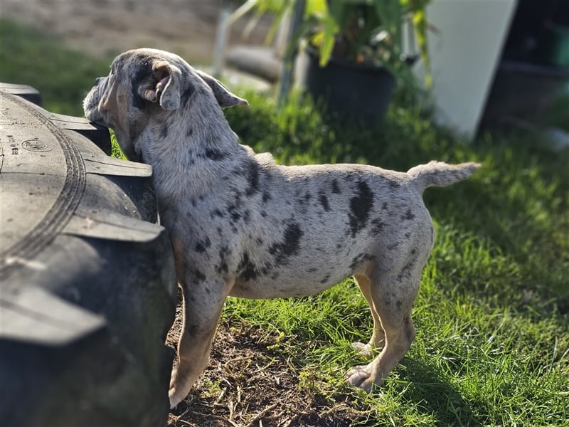 Old Englisch Bulldog Weibchen/Hündin!