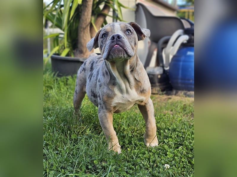 Old Englisch Bulldog Weibchen/Hündin!