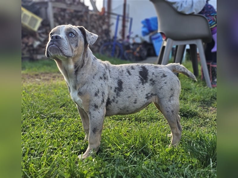 Old Englisch Bulldog Weibchen/Hündin!