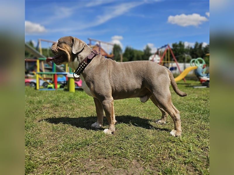 Old Englisch Bulldog Weibchen/Hündin!