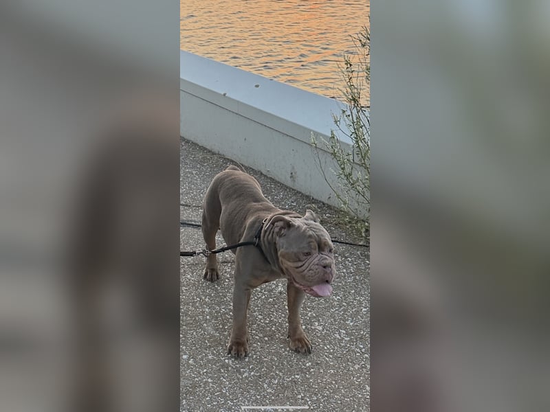 OEB Old English Bulldogge 5  Jahre