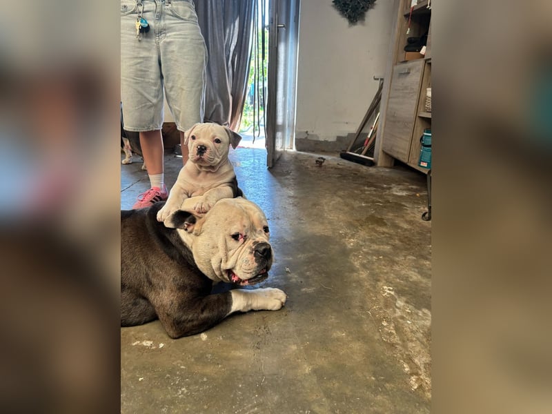 Old english Bulldog Welpe