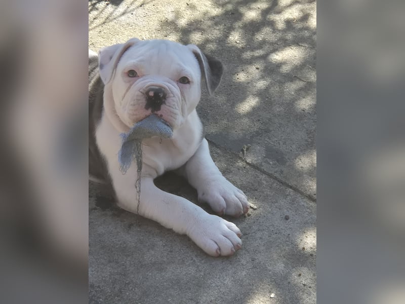 Old english Bulldog Welpe