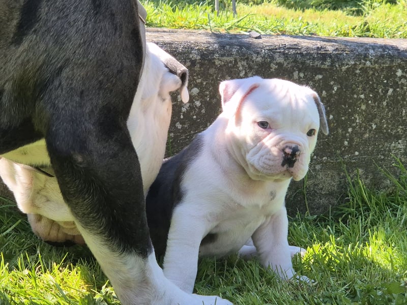 Old english Bulldog Welpe