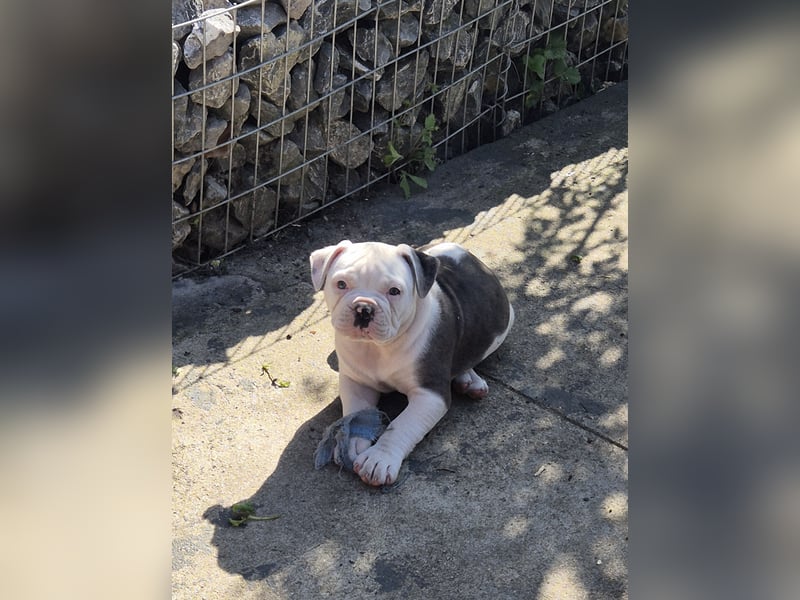Old english Bulldog Welpe