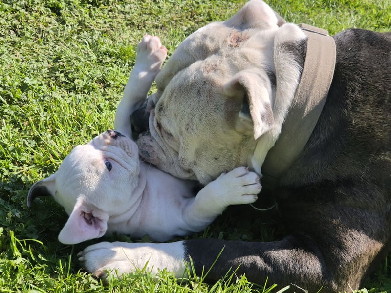Old english Bulldog Welpe