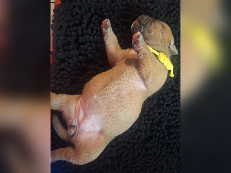 Wurfankündigung Old English Bulldog Welpen