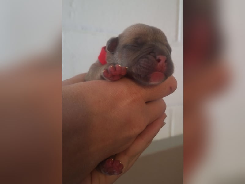 Wurfankündigung Old English Bulldog Welpen
