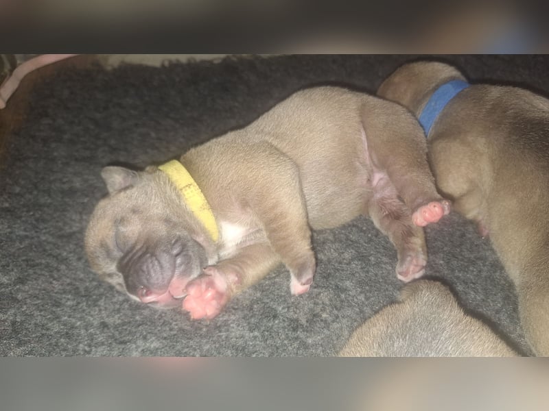Wurfankündigung Old English Bulldog Welpen