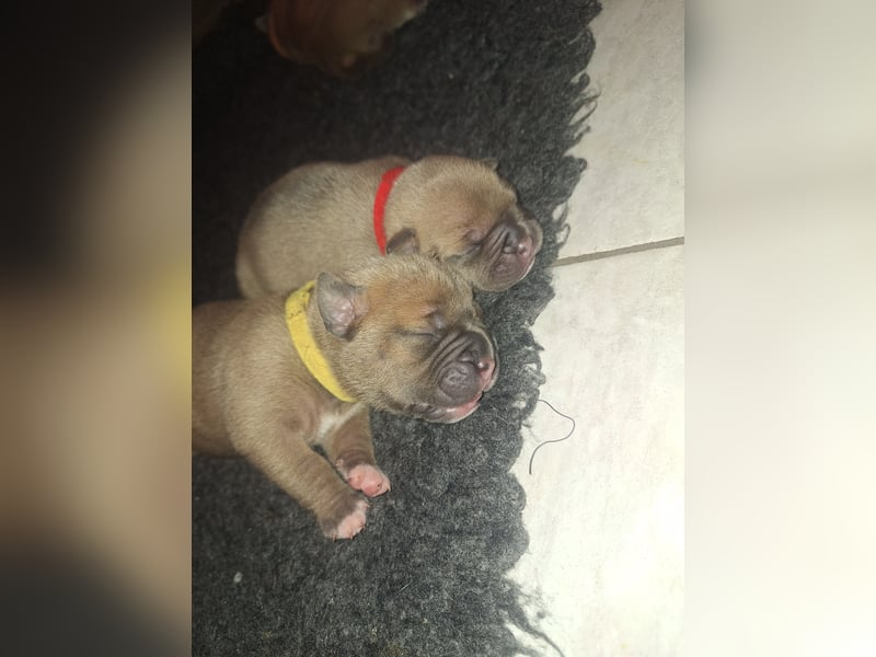 Wurfankündigung Old English Bulldog Welpen