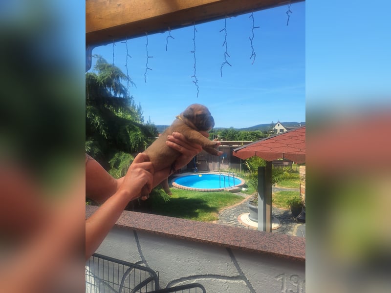 Wurfankündigung Old English Bulldog Welpen