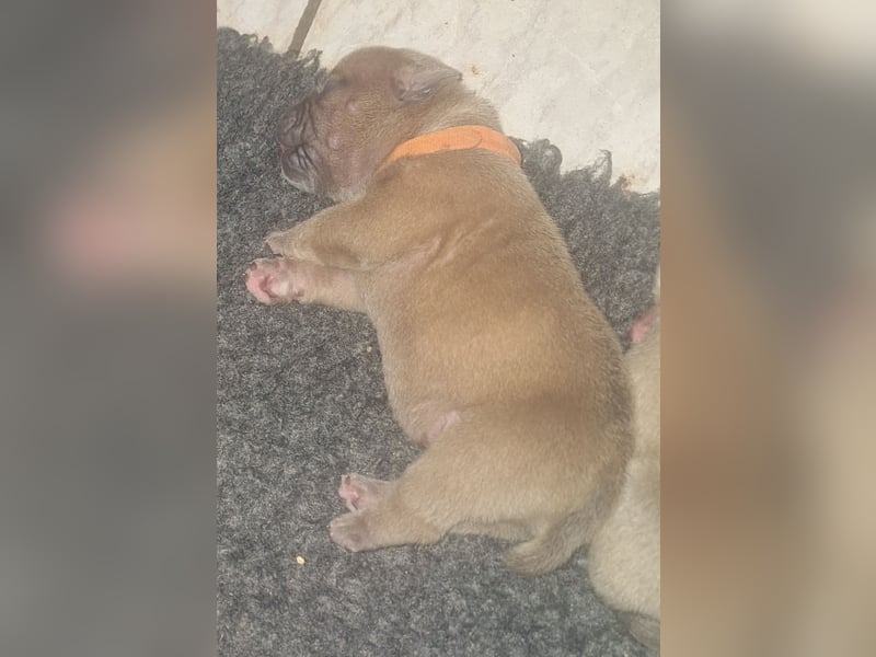 Wurfankündigung Old English Bulldog Welpen
