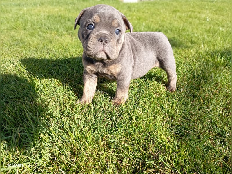 OEB old english Bulldog Hündin, AT, Gesundheitszeugnis Osteopathisches Gutachten