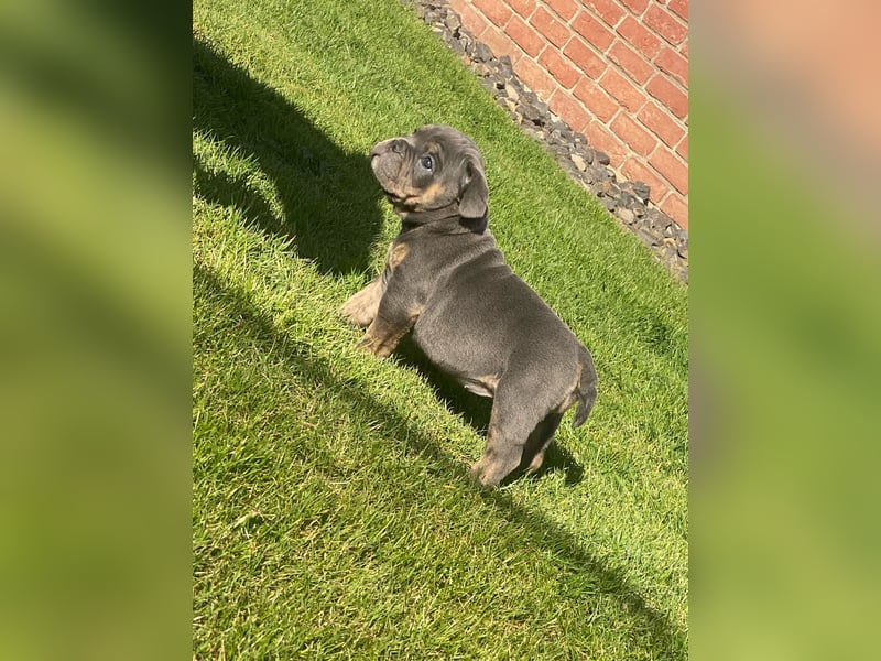 OEB old english Bulldog Hündin, AT, Gesundheitszeugnis Osteopathisches Gutachten