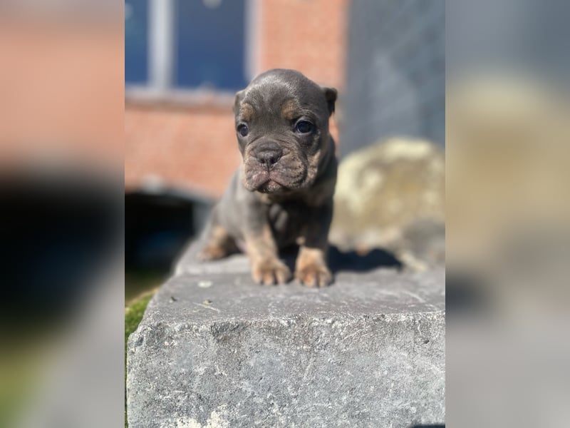 OEB old english Bulldog Hündin, AT, Gesundheitszeugnis Osteopathisches Gutachten