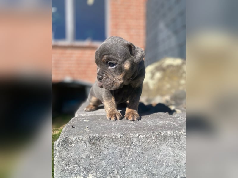 OEB old english Bulldog Hündin, AT, Gesundheitszeugnis Osteopathisches Gutachten