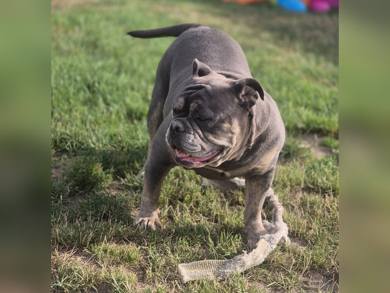 New English Bulldog Hündin