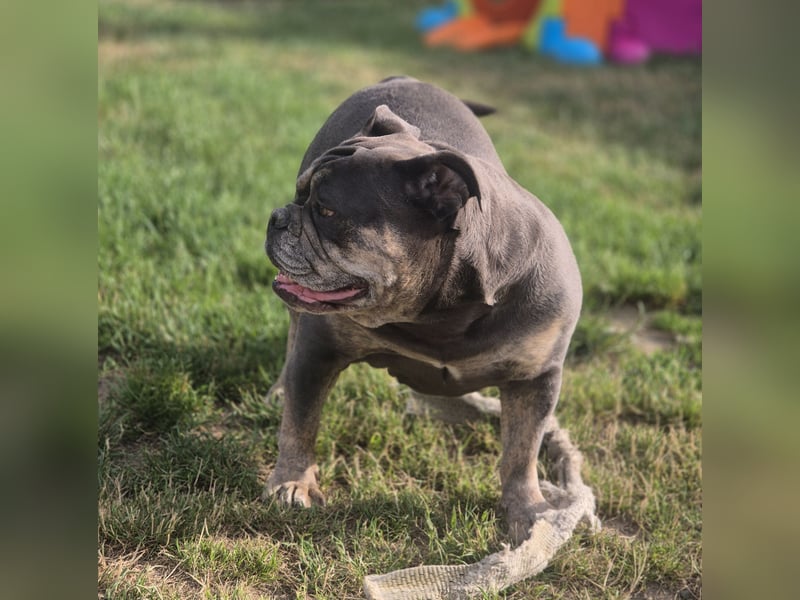 New English Bulldog Hündin