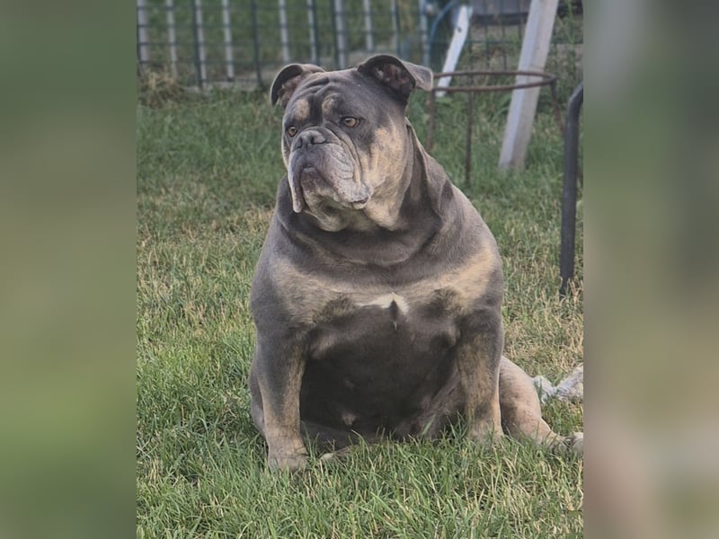 New English Bulldog Hündin