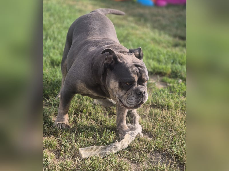 New English Bulldog Hündin