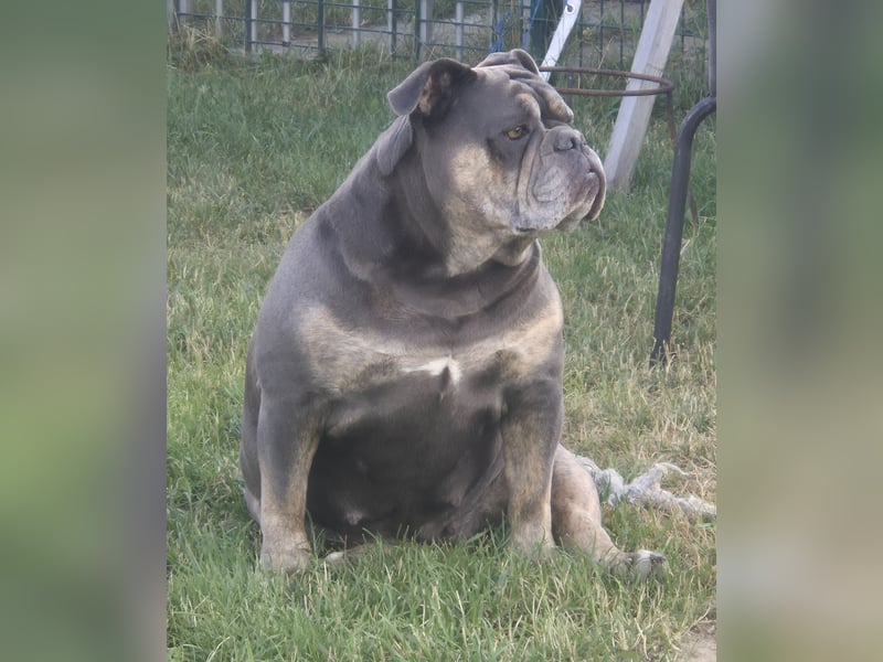 New English Bulldog Hündin