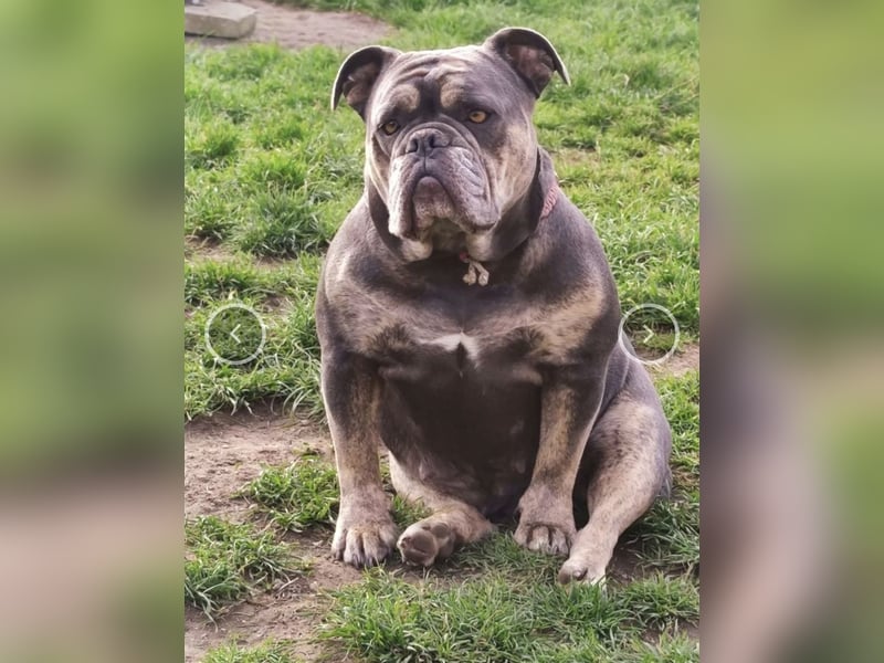 New English Bulldog Hündin