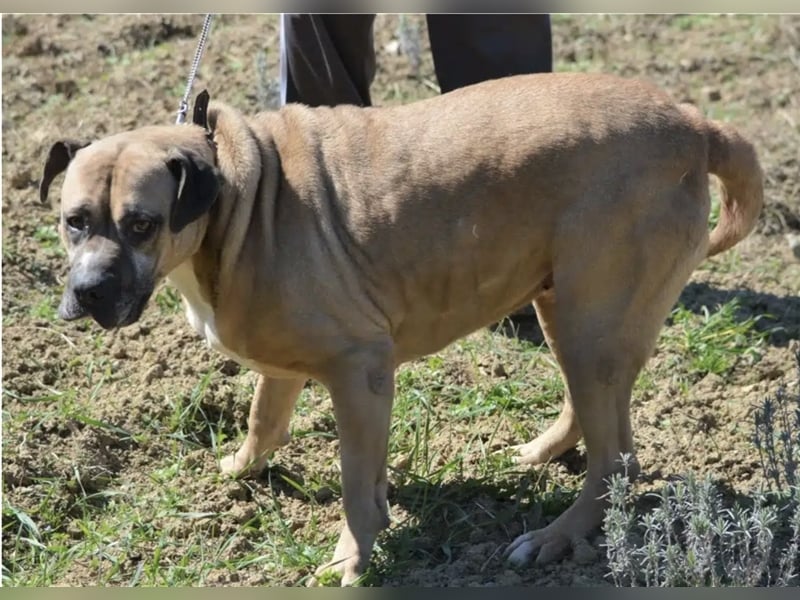 Maggie - Sehr liebe und verschmuste Boxer-Bulldoggen-Mix Hündin, ca. 4 Jahre alt