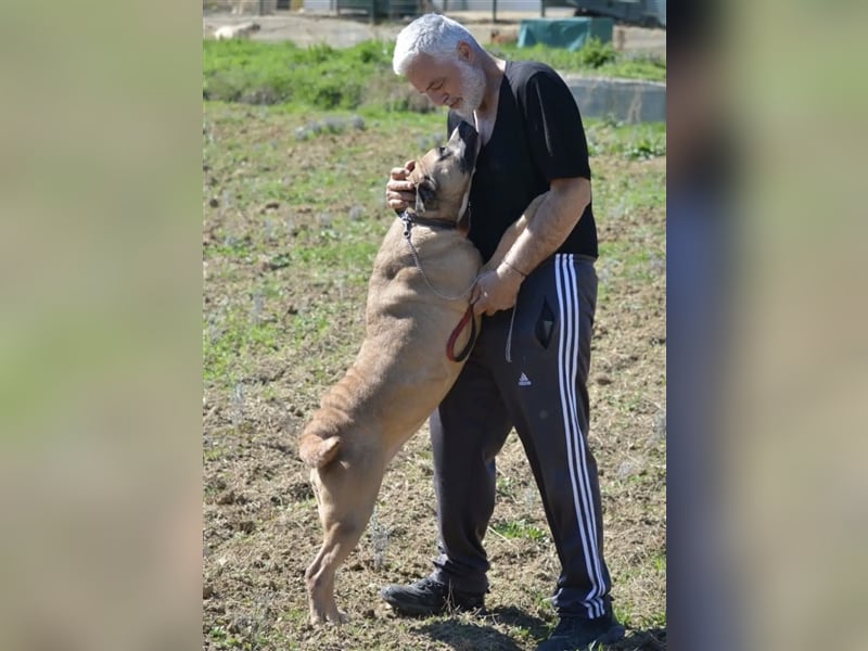 Maggie - Sehr liebe und verschmuste Boxer-Bulldoggen-Mix Hündin, ca. 4 Jahre alt