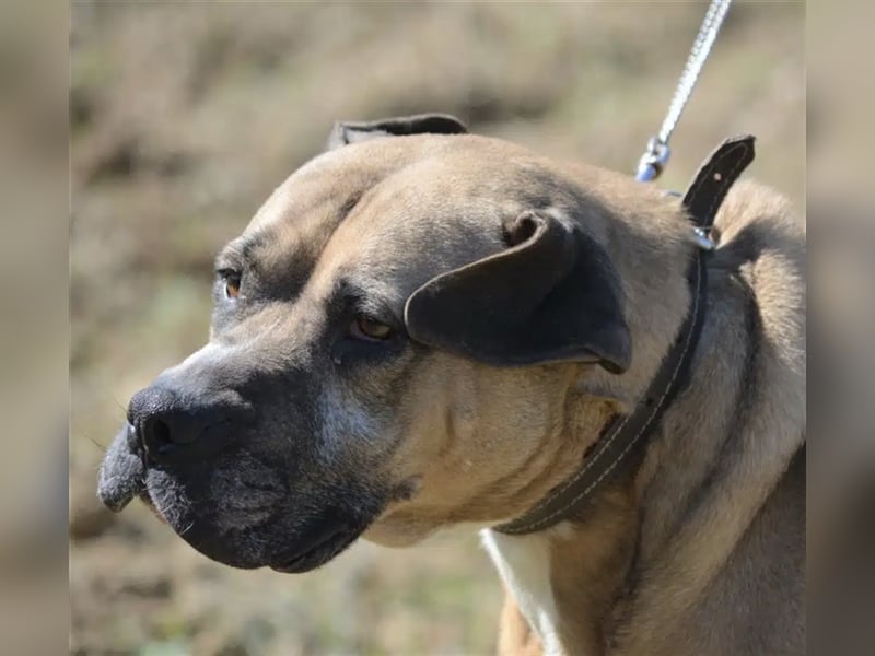 Maggie - Sehr liebe und verschmuste Boxer-Bulldoggen-Mix Hündin, ca. 4 Jahre alt
