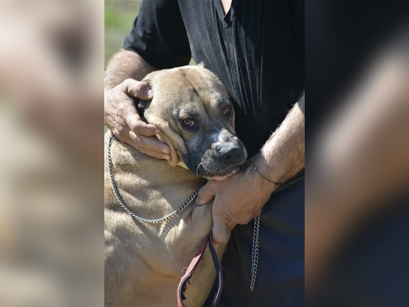Maggie - Sehr liebe und verschmuste Boxer-Bulldoggen-Mix Hündin, ca. 4 Jahre alt