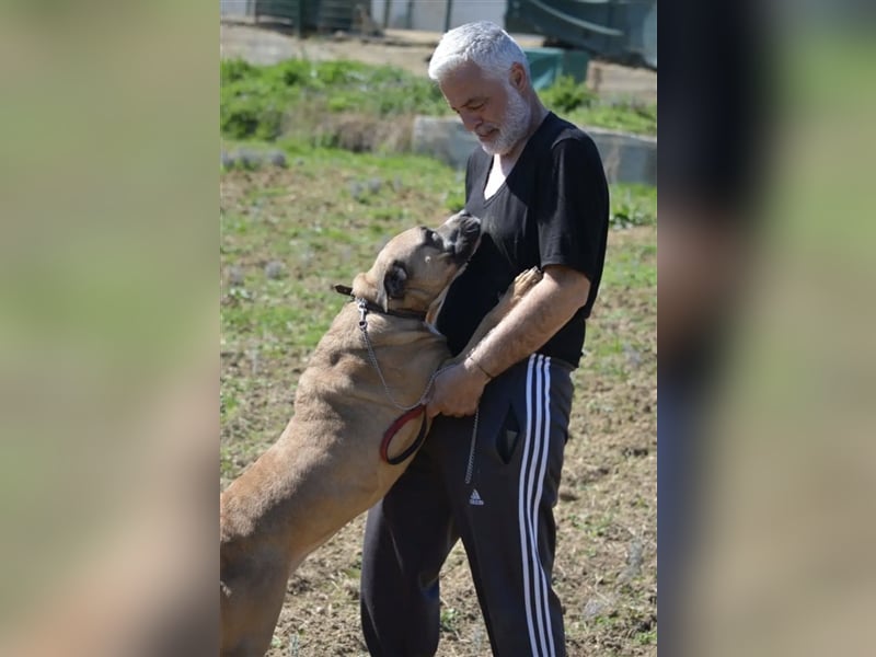 Maggie - Sehr liebe und verschmuste Boxer-Bulldoggen-Mix Hündin, ca. 4 Jahre alt