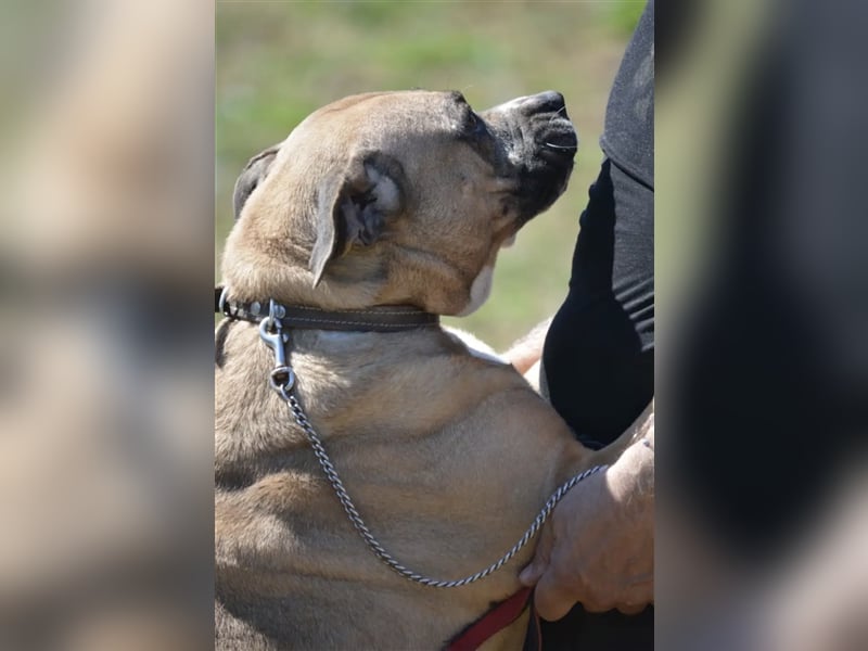 Maggie - Sehr liebe und verschmuste Boxer-Bulldoggen-Mix Hündin, ca. 4 Jahre alt
