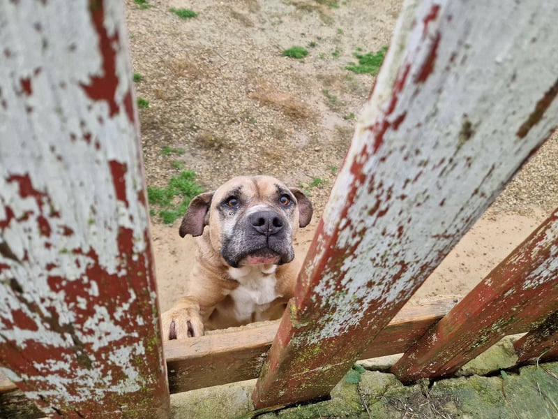 Maggie - Sehr liebe und verschmuste Boxer-Bulldoggen-Mix Hündin, ca. 4 Jahre alt