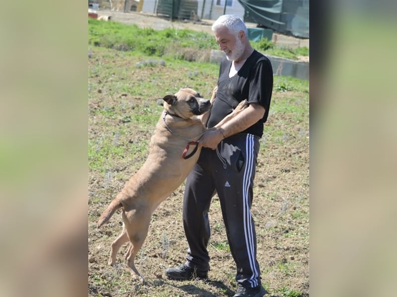 Maggie - Sehr liebe und verschmuste Boxer-Bulldoggen-Mix Hündin, ca. 4 Jahre alt